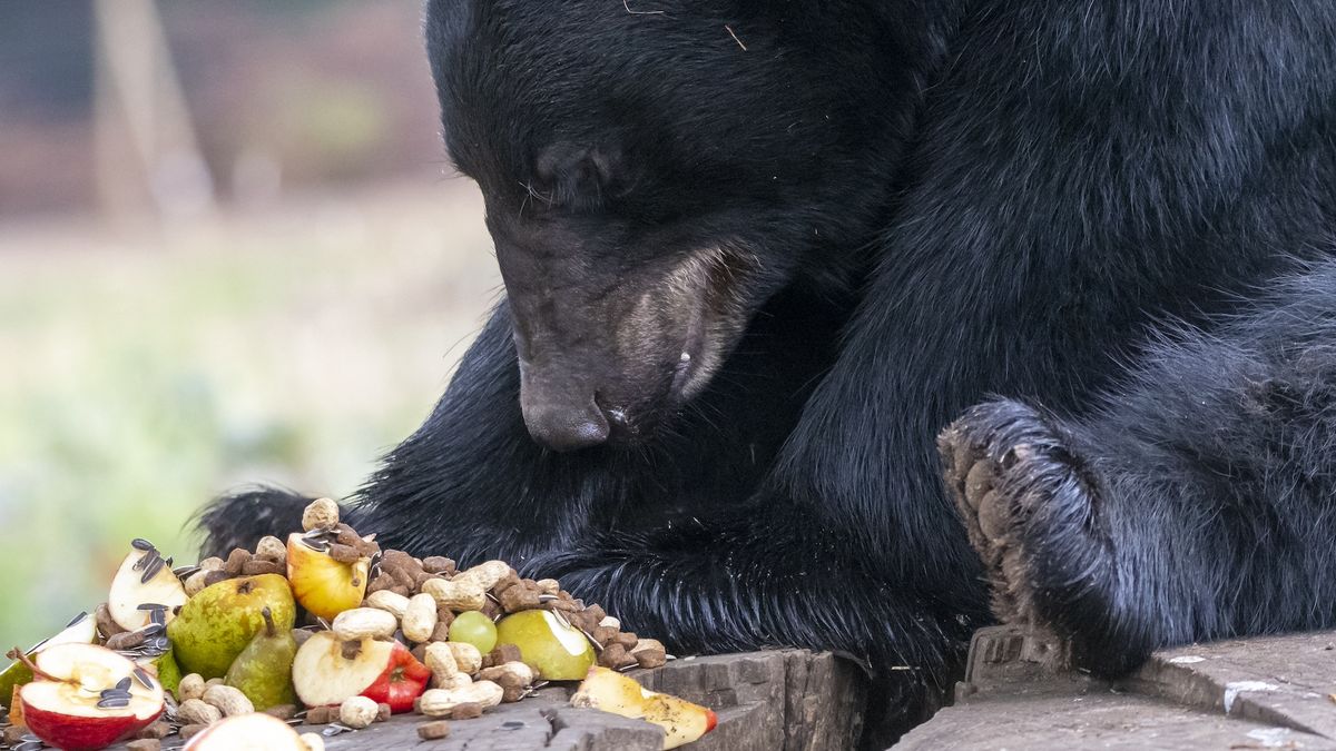 A portrait of A North American Black bear