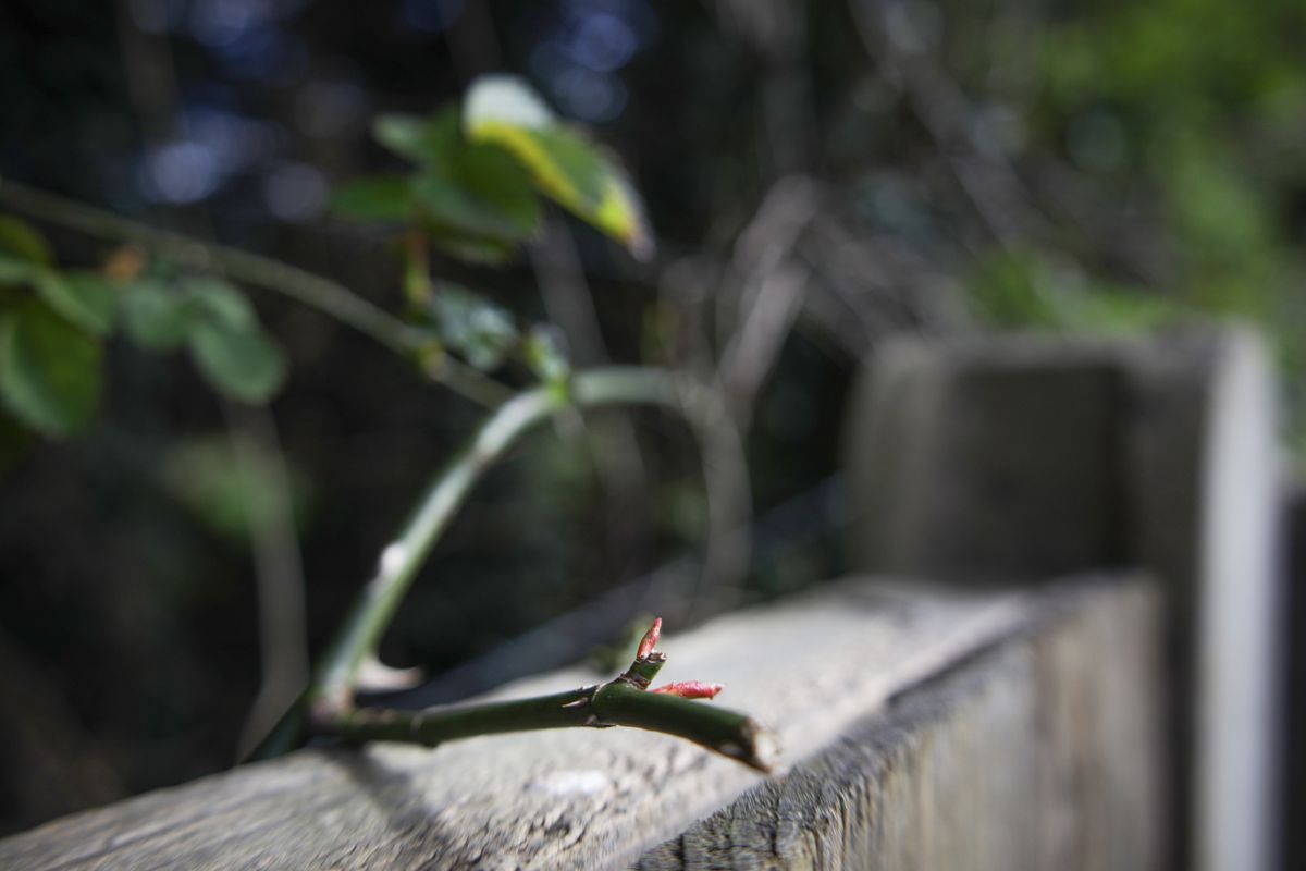 Canon RF 24-105 f/4-7.1 IS STM with Canon EOS R (24mm, 1/320, f/4, ISO100)