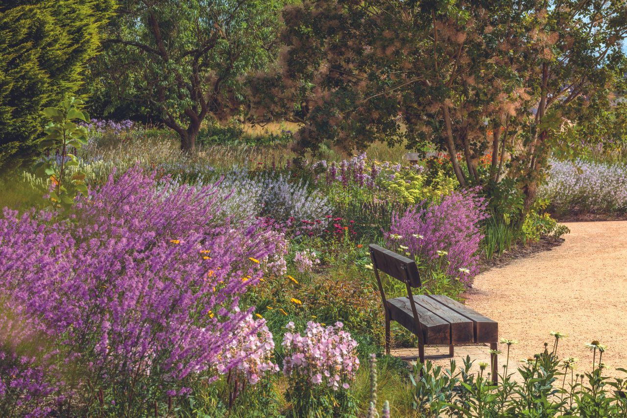 New benches placed among purple loosestrife and Sidalcea ‘Little Princess’ encourage visitors to linger along the borders at RHS Wisley.