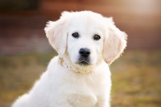 Portrait of female labrador retriever puppy looking at camera outdoors