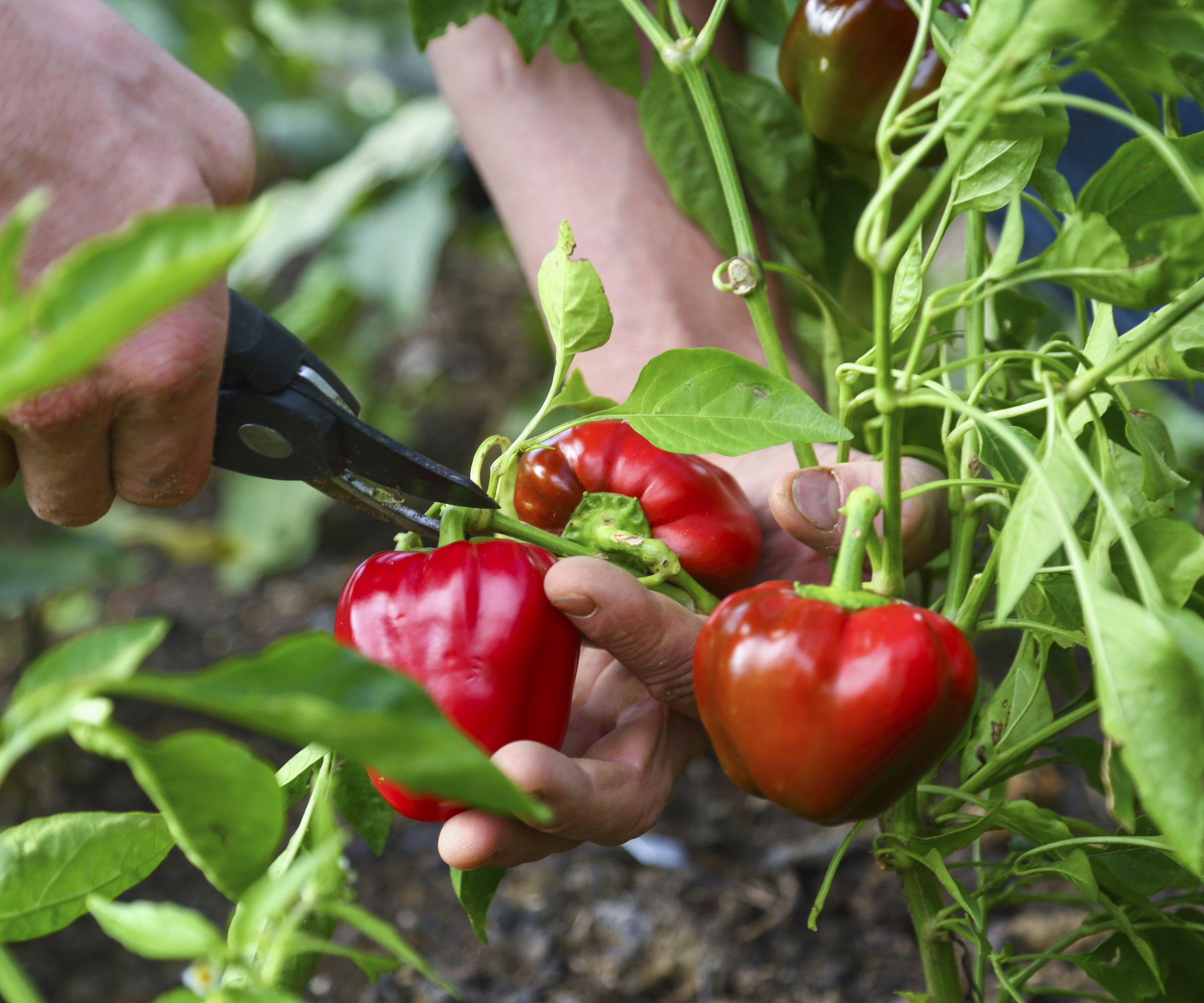 Harvesting red bell peppers with pruning shears