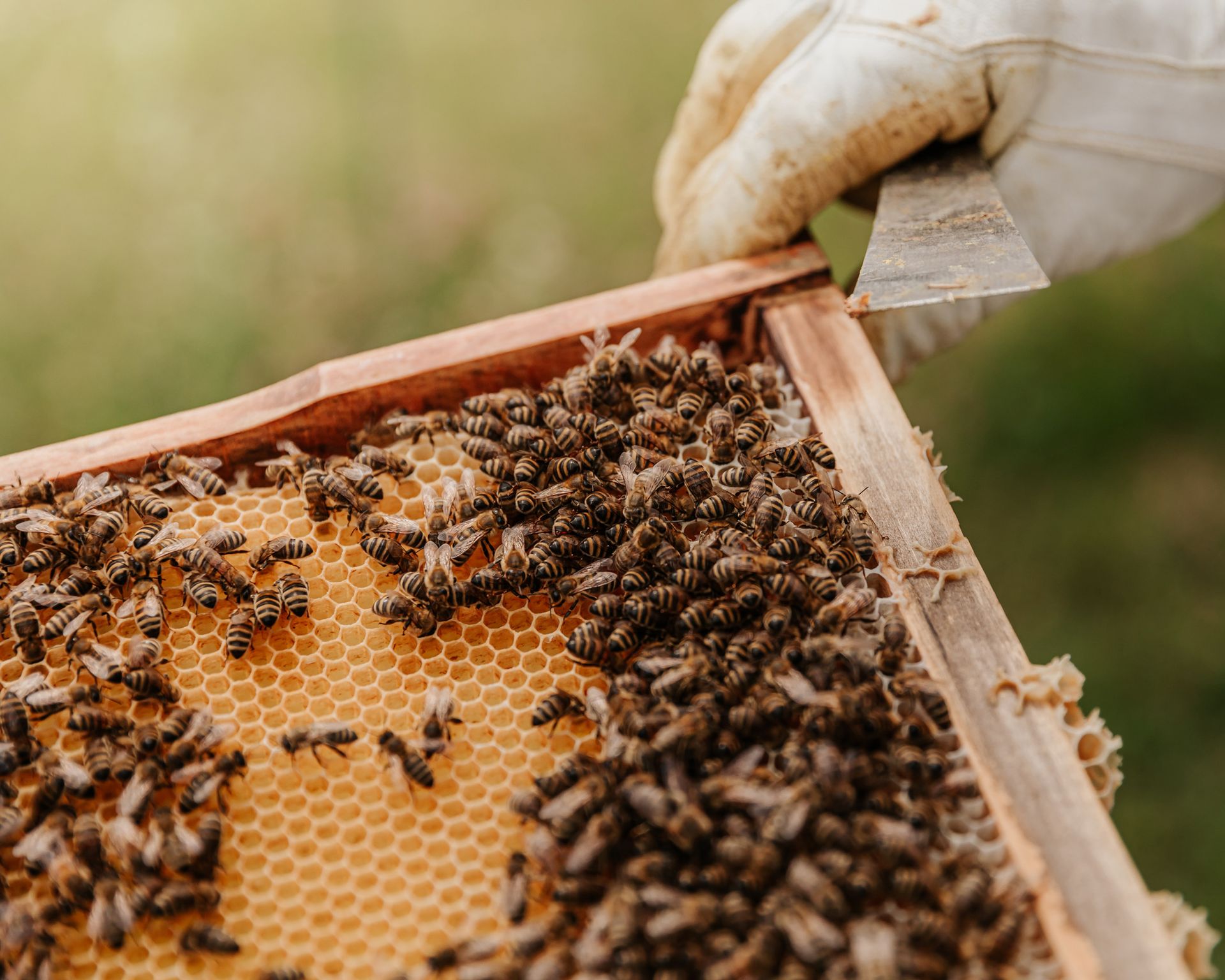 Beekeeping for beginners how to keep bees in your backyard