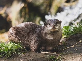An otter by water