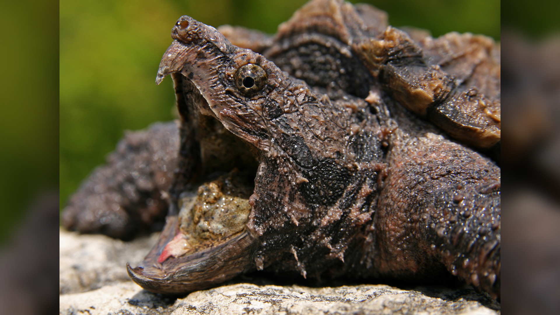 An alligator snapping turtle with its mouth open showing a small pink tongue