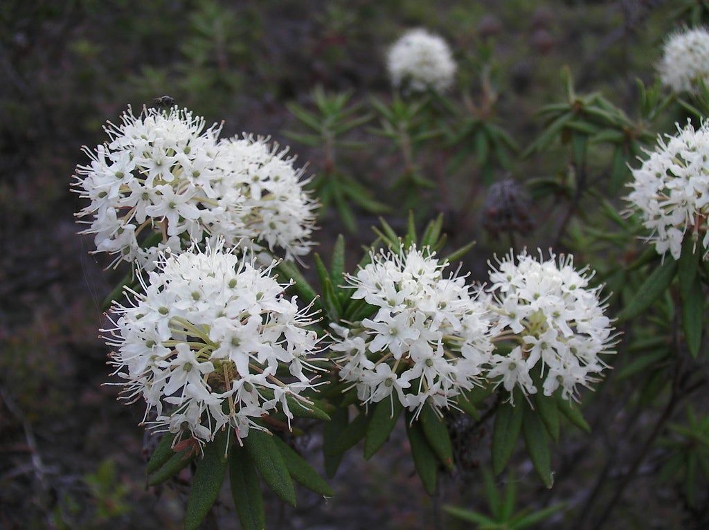 White Flowered Labrador Tea Plants