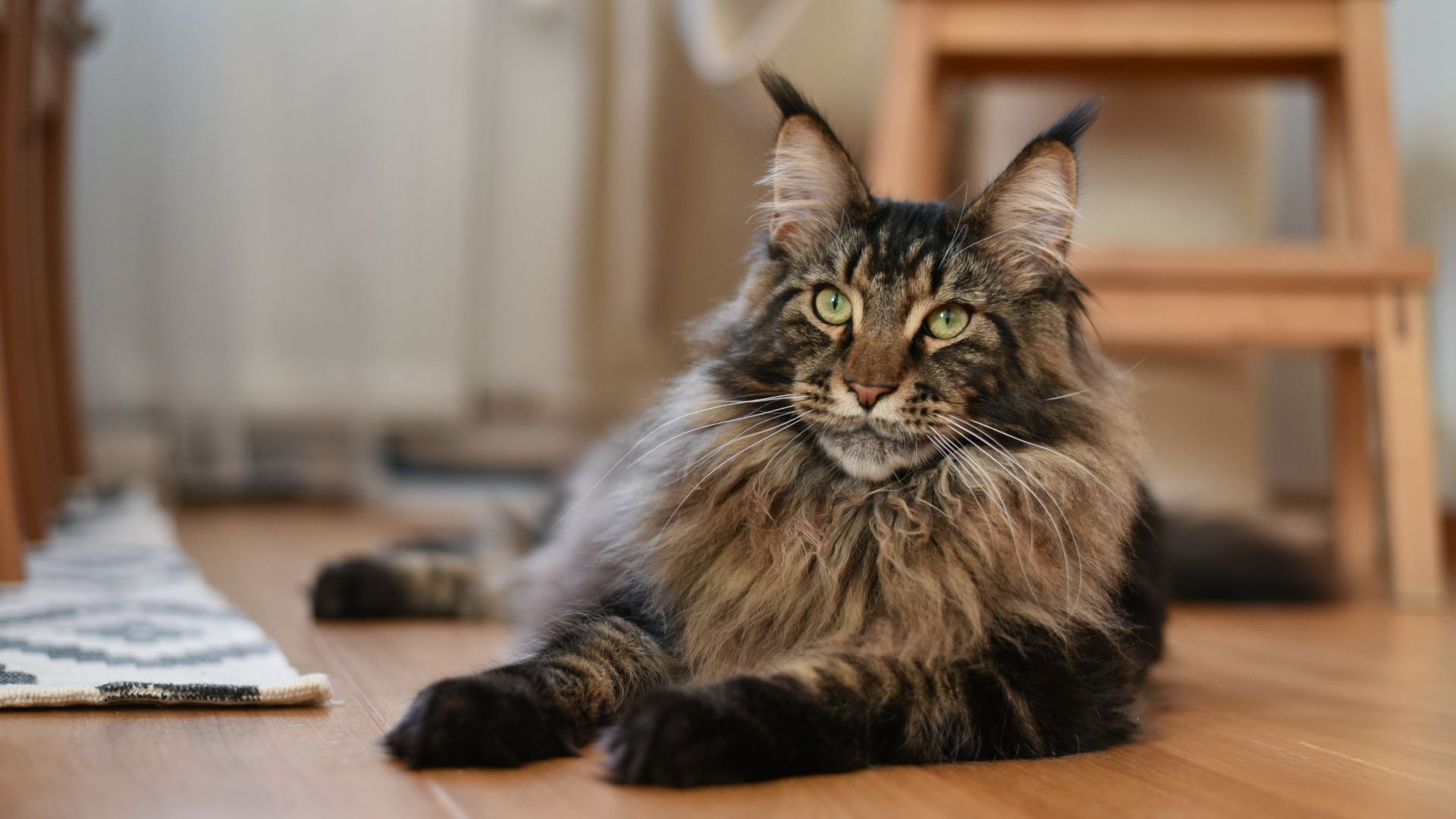 dark maine coon cat with pointed tufty ears laying down on a wooden floor