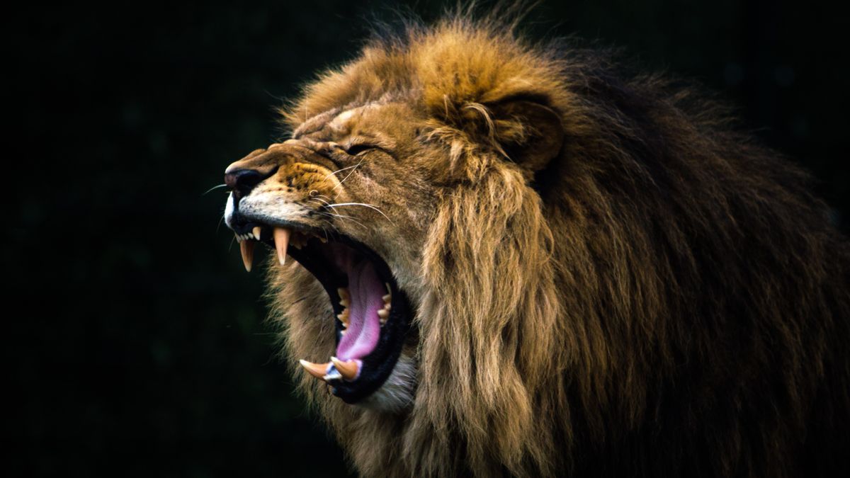 close up of a male lion with a large main roaring on a black background