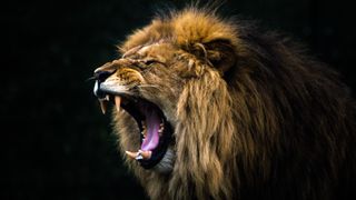 close up of a male lion with a large main roaring on a black background