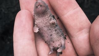 A baby mole, shown in the palm of someones hand for size context