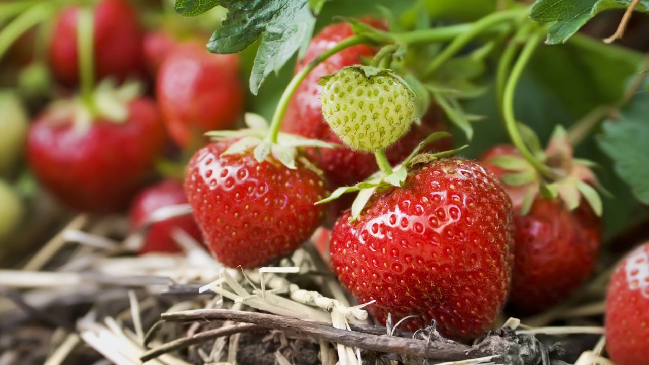 A close-up of fruits on a strawberry plant