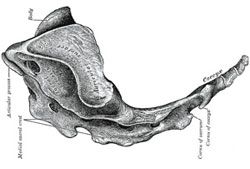 The Human Tailbone (Coccyx)