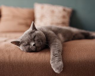 Furry cat sleeping on an orange sofa
