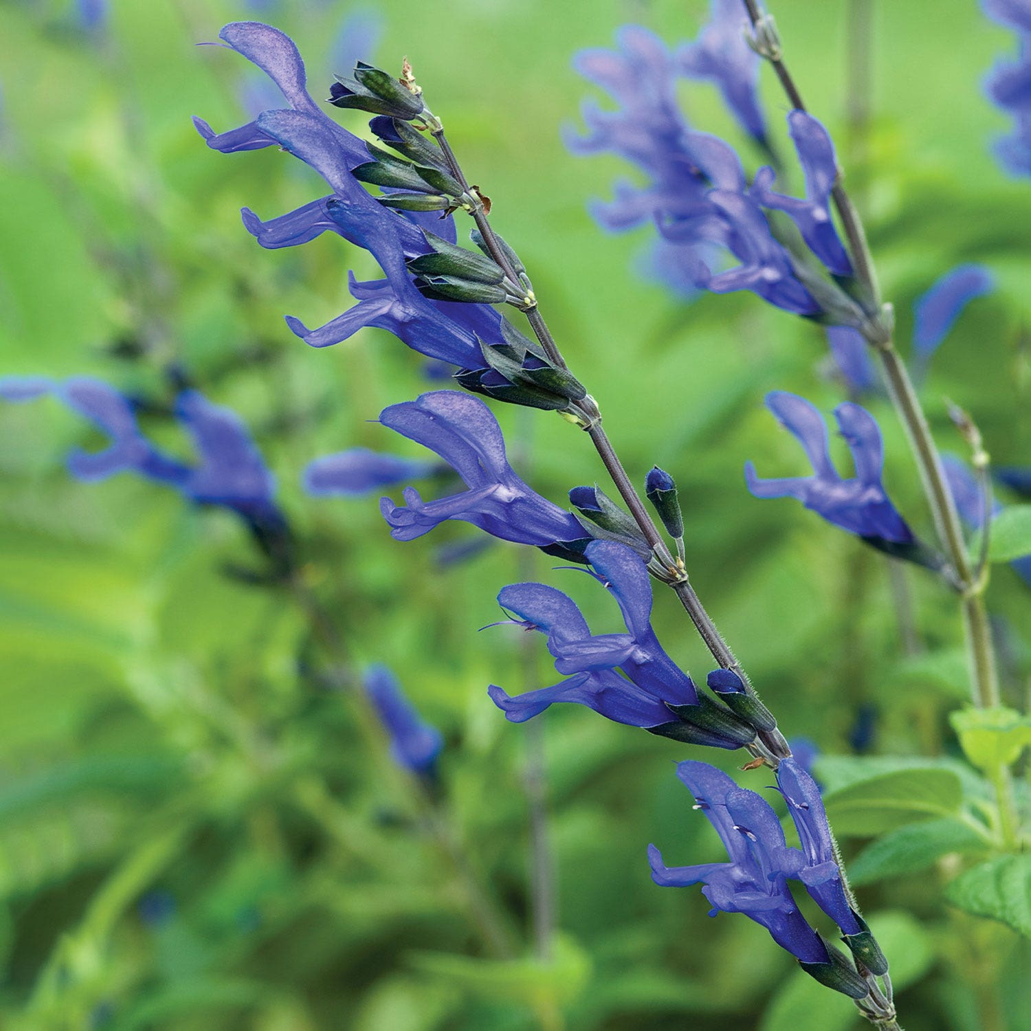 Black &amp;amp; Blue Salvia Plants