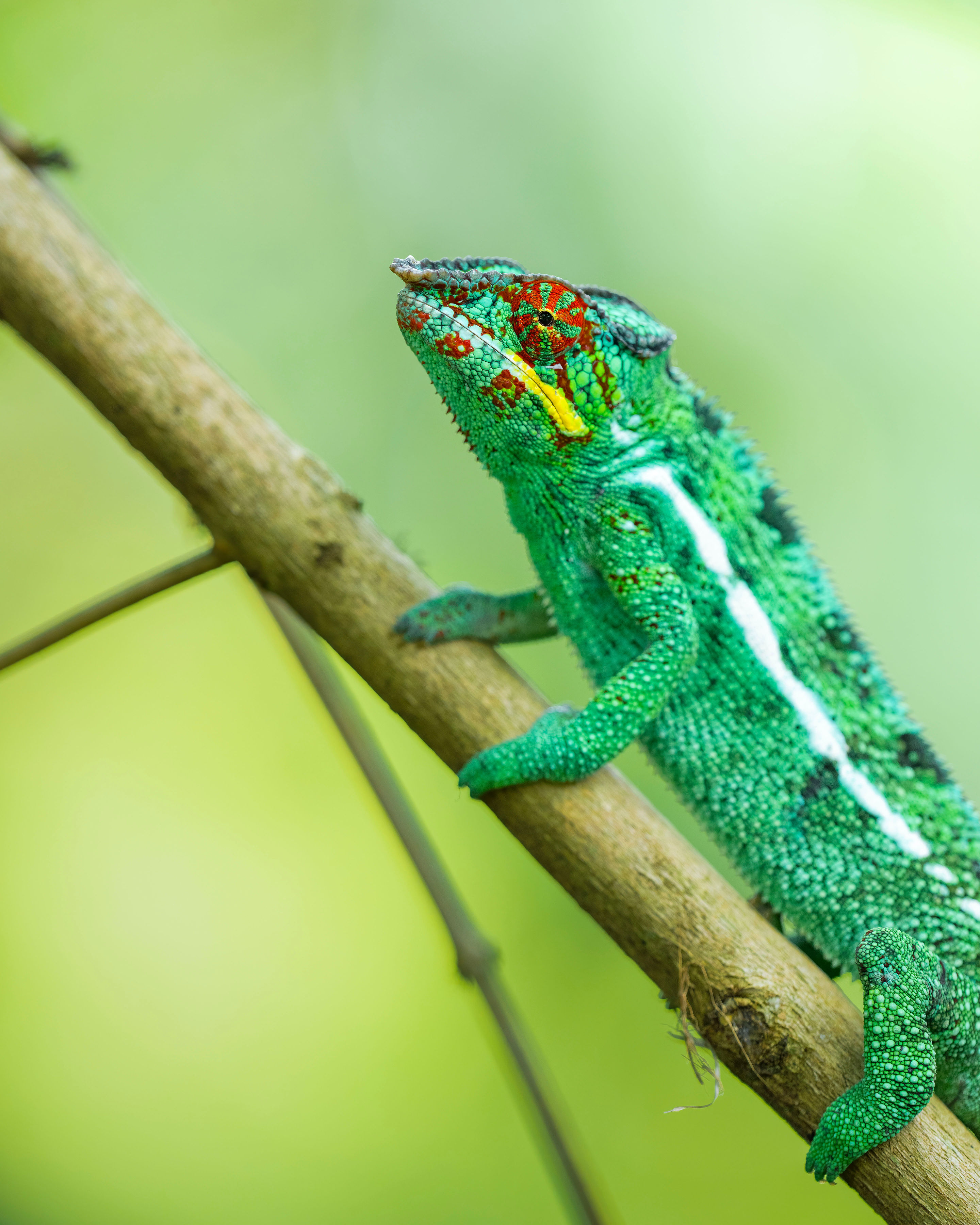 Time + Tide Tsara Komba