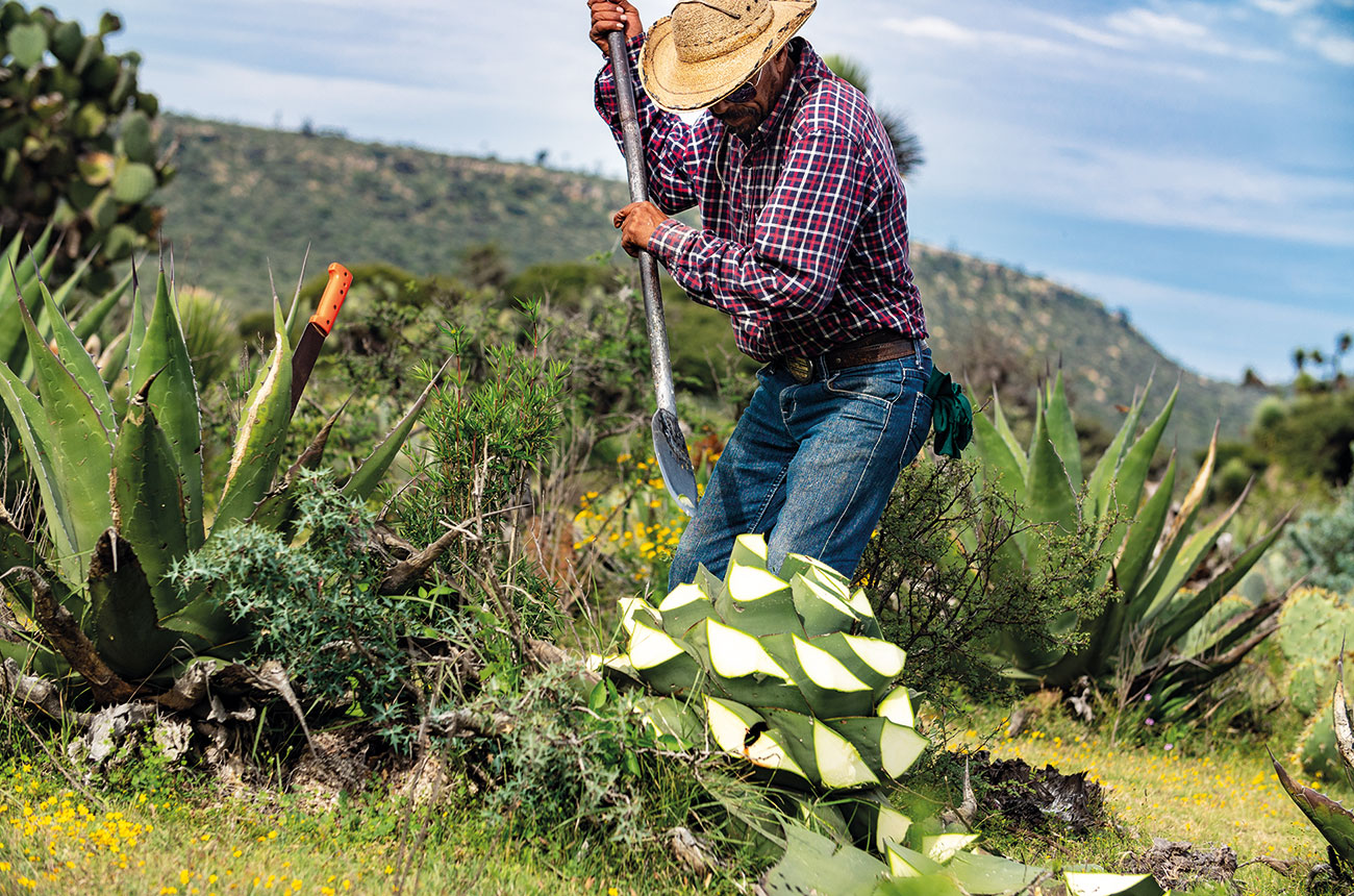 J&uacute;rame agave harvest