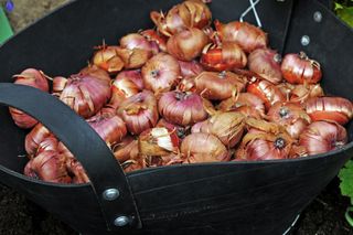 Gladioli bulbs in container