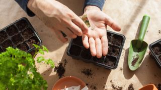 Man sowing seeds in tray