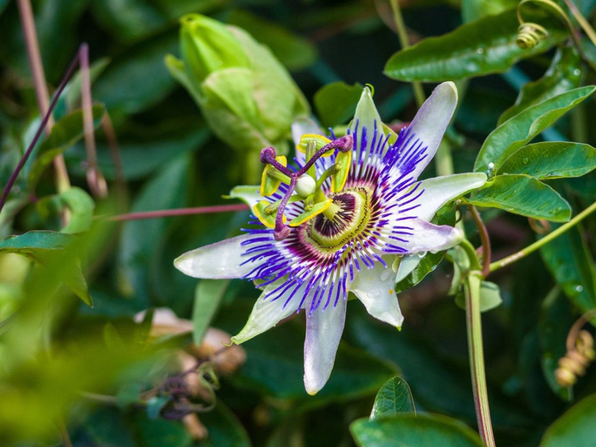 No Blooms On Passion Flower How Do You Get A Passion Flower To Bloom