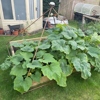 A crop of courgettes underneath a copper pyramid structure