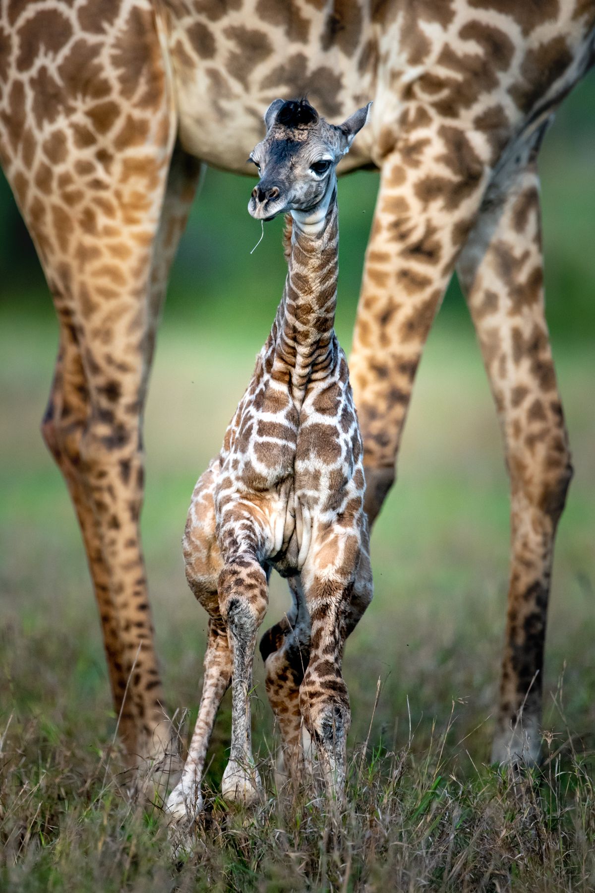 A close-up photograph of a baby giraffe with the legs of its mother visible in the background