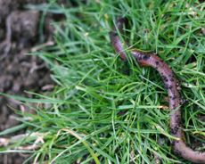 Worm crawling through grass escaping. Focus on foreground.