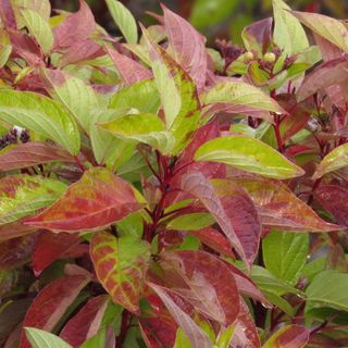 Red and green leaves of Cornus Sericea 'Firedance' dogwood