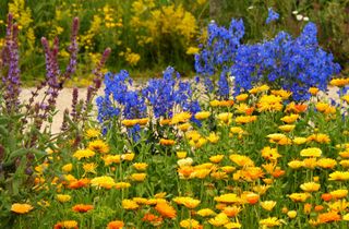 Calendula in a garden