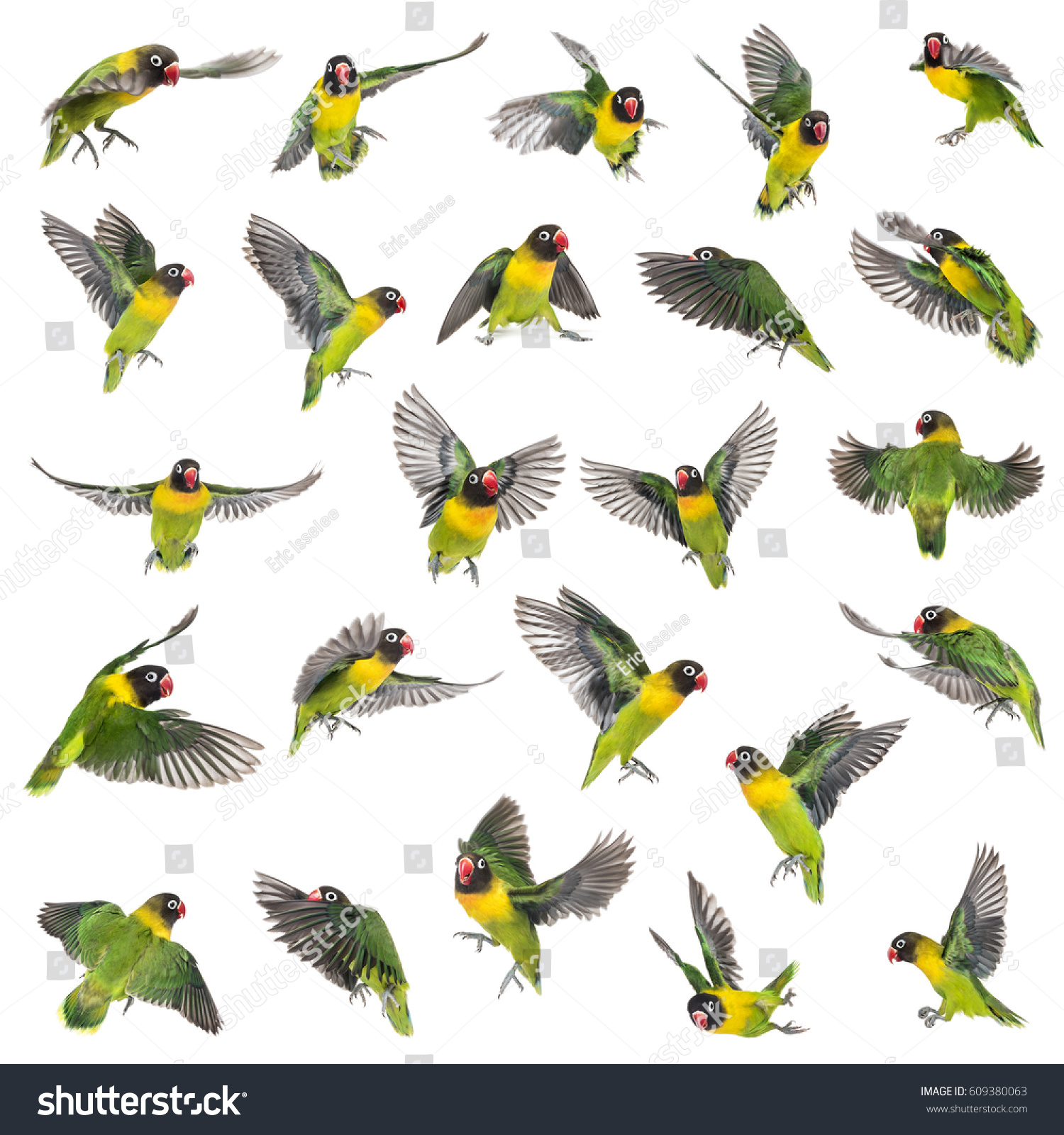 A flat background will make it far easier to cut out your subjects (Image by Eric Isselee; click to see it on Shutterstock)