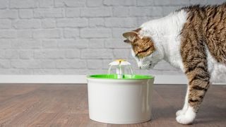 A white cat drinking from pet water fountain