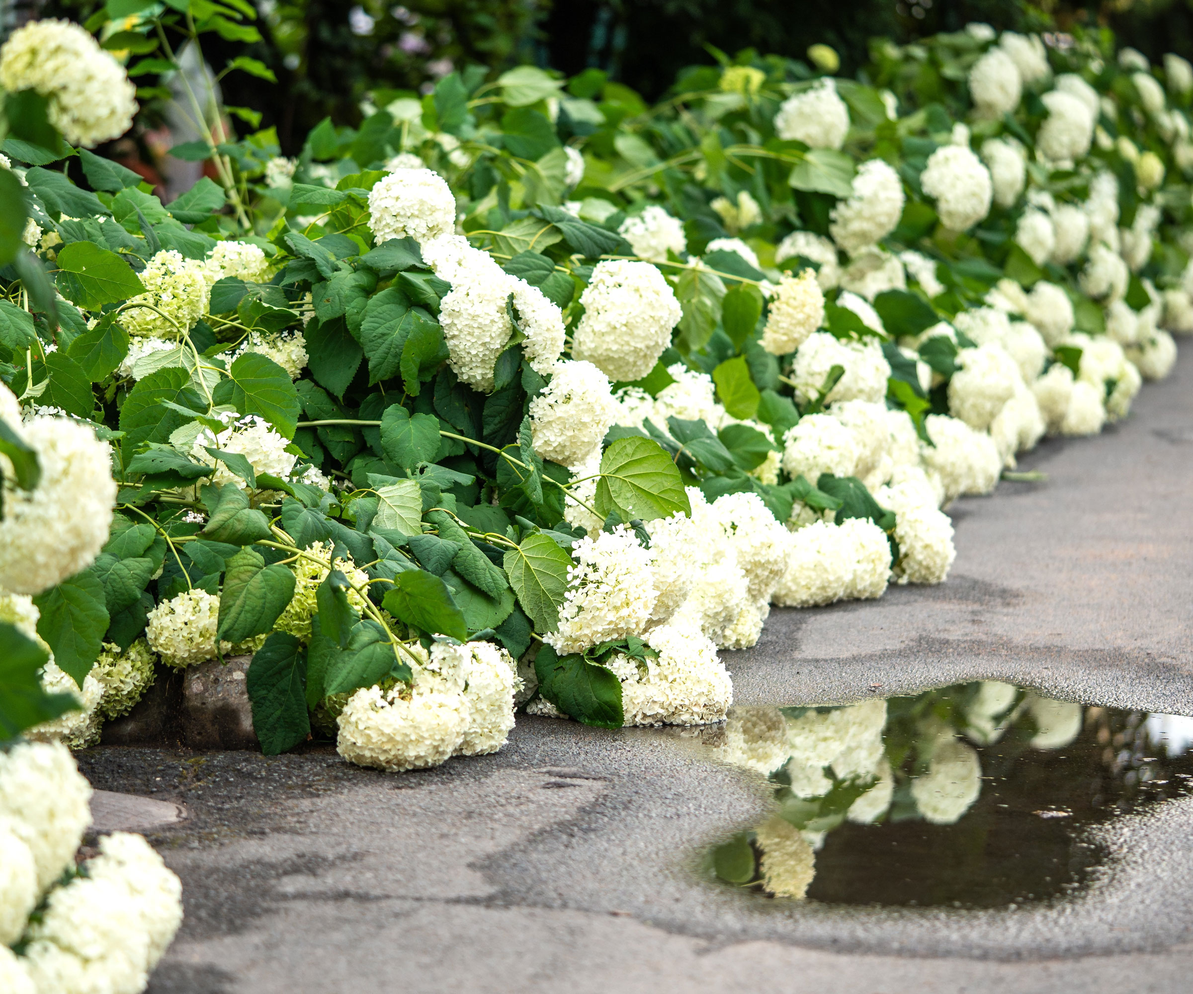 floppy hydrangea with drooping white flower heads against garden driveway