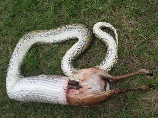 The partially digested body of a fawn reappears, regurgitated by the stressed python.