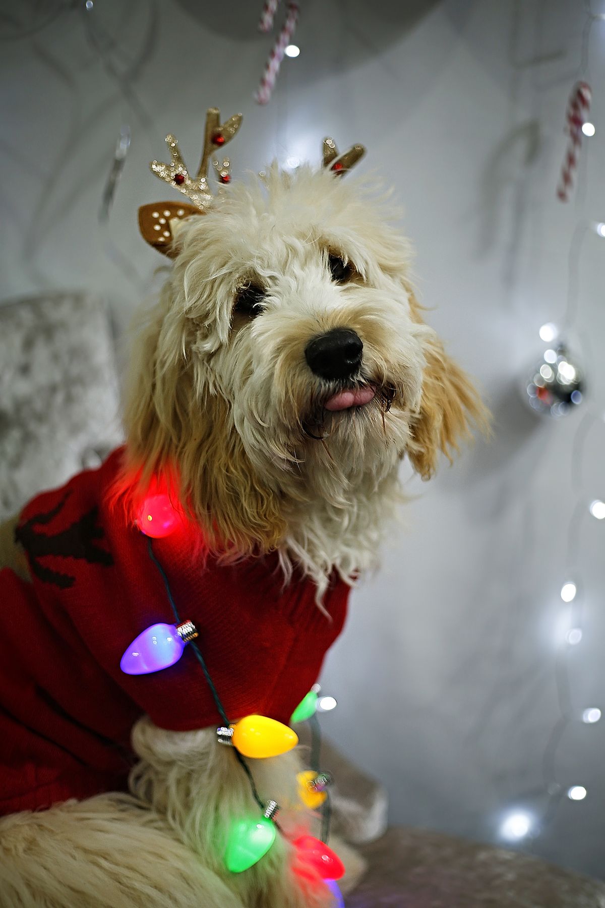Goldendoodle festive photoshoot bokeh christmas lights santa hat
