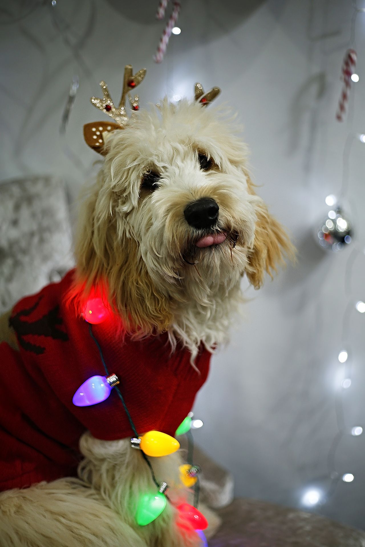 Goldendoodle festive photoshoot bokeh christmas lights santa hat