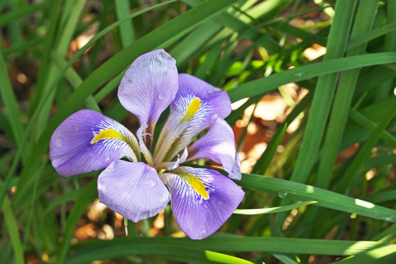 Purple Ombre Algerian Iris Flower in Long Green Grass