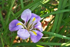Purple Ombre Algerian Iris Flower in Long Green Grass
