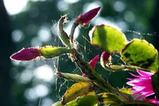 Pests And Webs On Christmas Cactus Plant