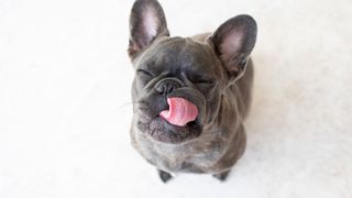 Easy ways to teach your dog new tricks — grey dog with tongue out