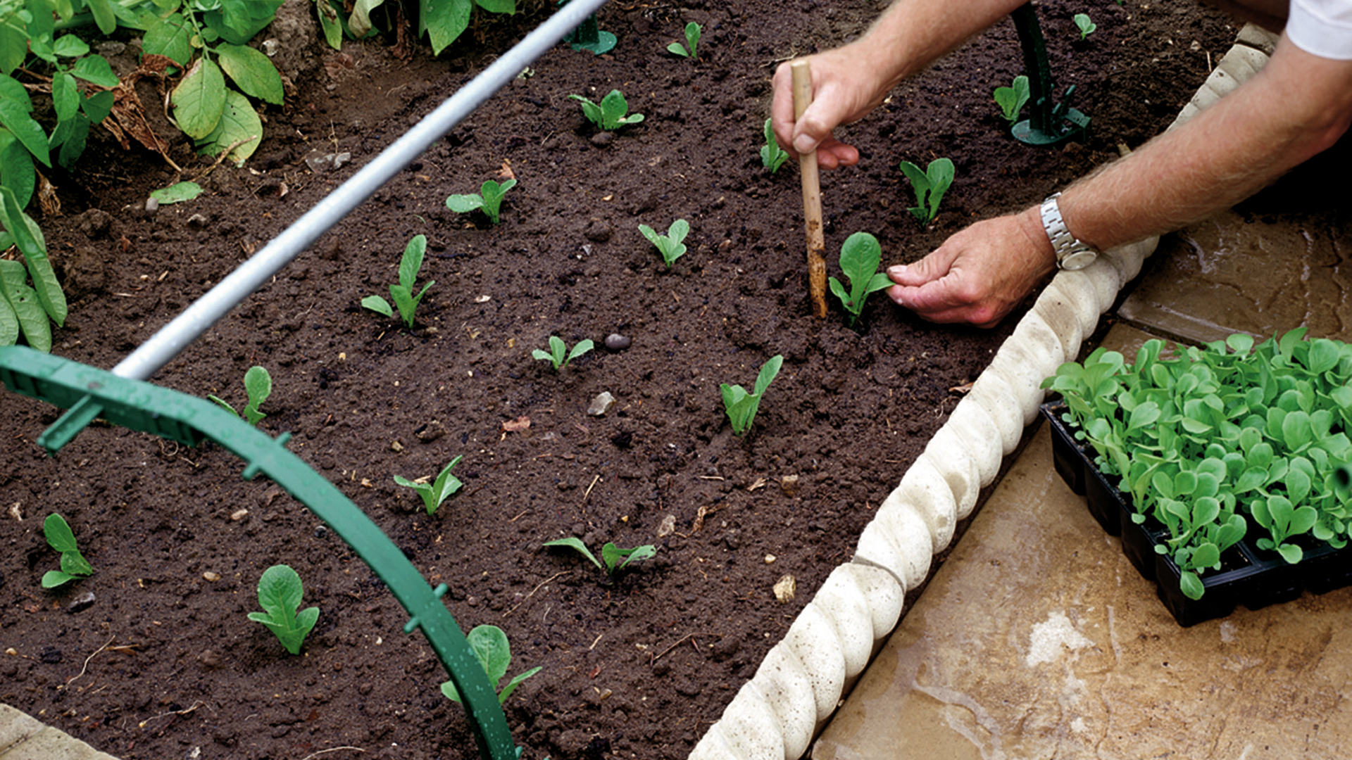Planting seedings, an example when coffee grounds are not good for the garden