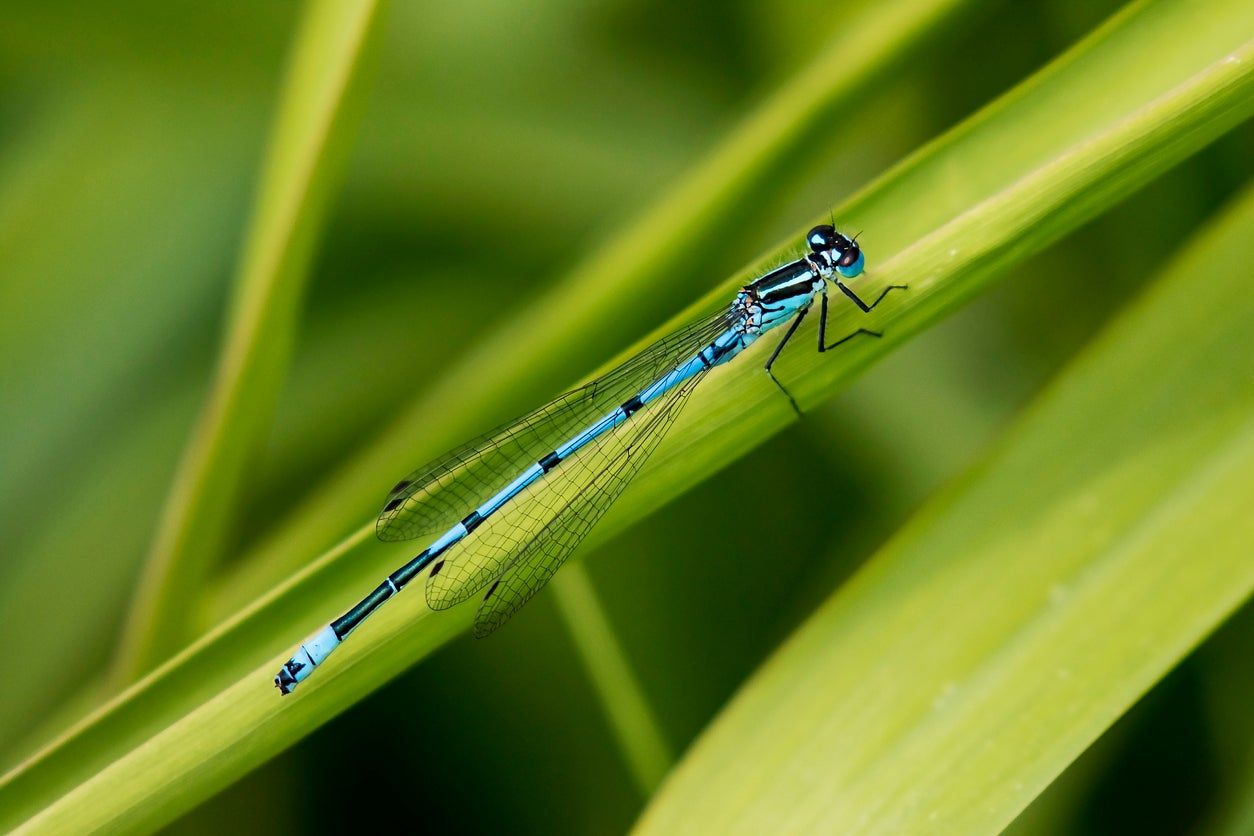 Blue Damselfly On Green Plant