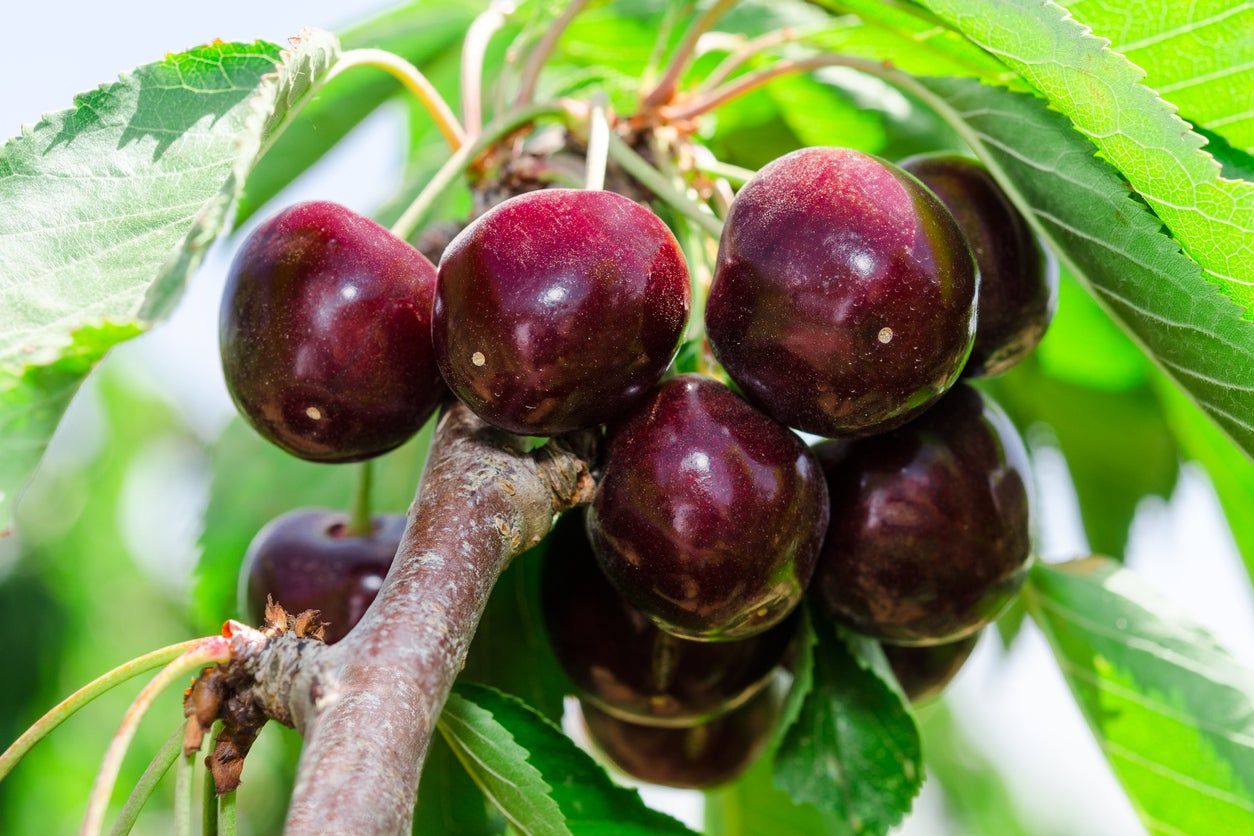 Black Tartarian Cherries