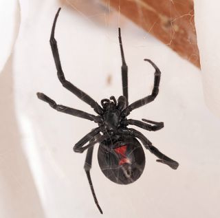 spiders, research, Western black widow