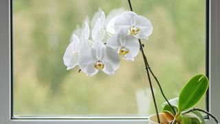 picture of white orchid in window