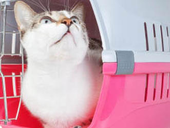 Al Sharpton: I'm no FBI rat. 'I'm a cat.'