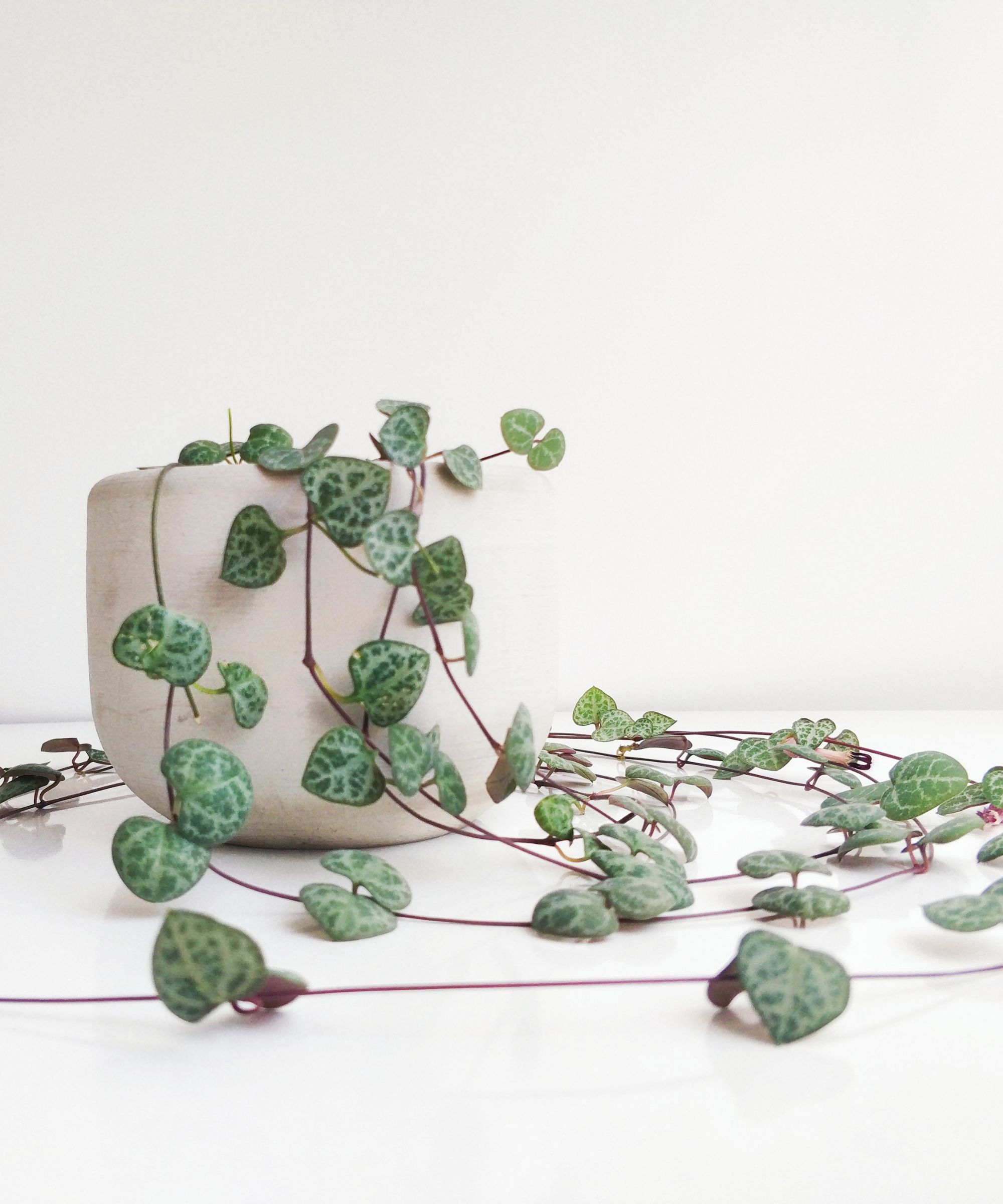 String of hearts plant in a white pot