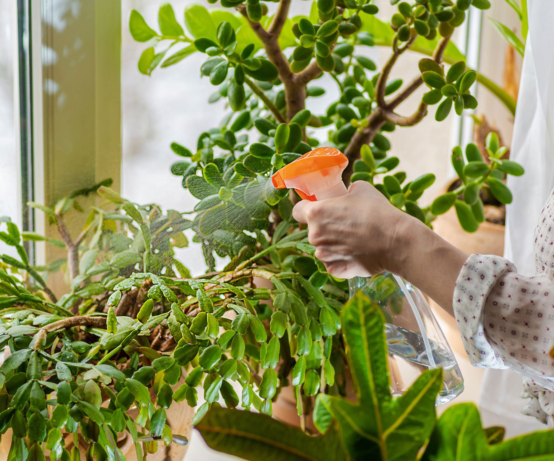 water pressure being used on Christmas cactus