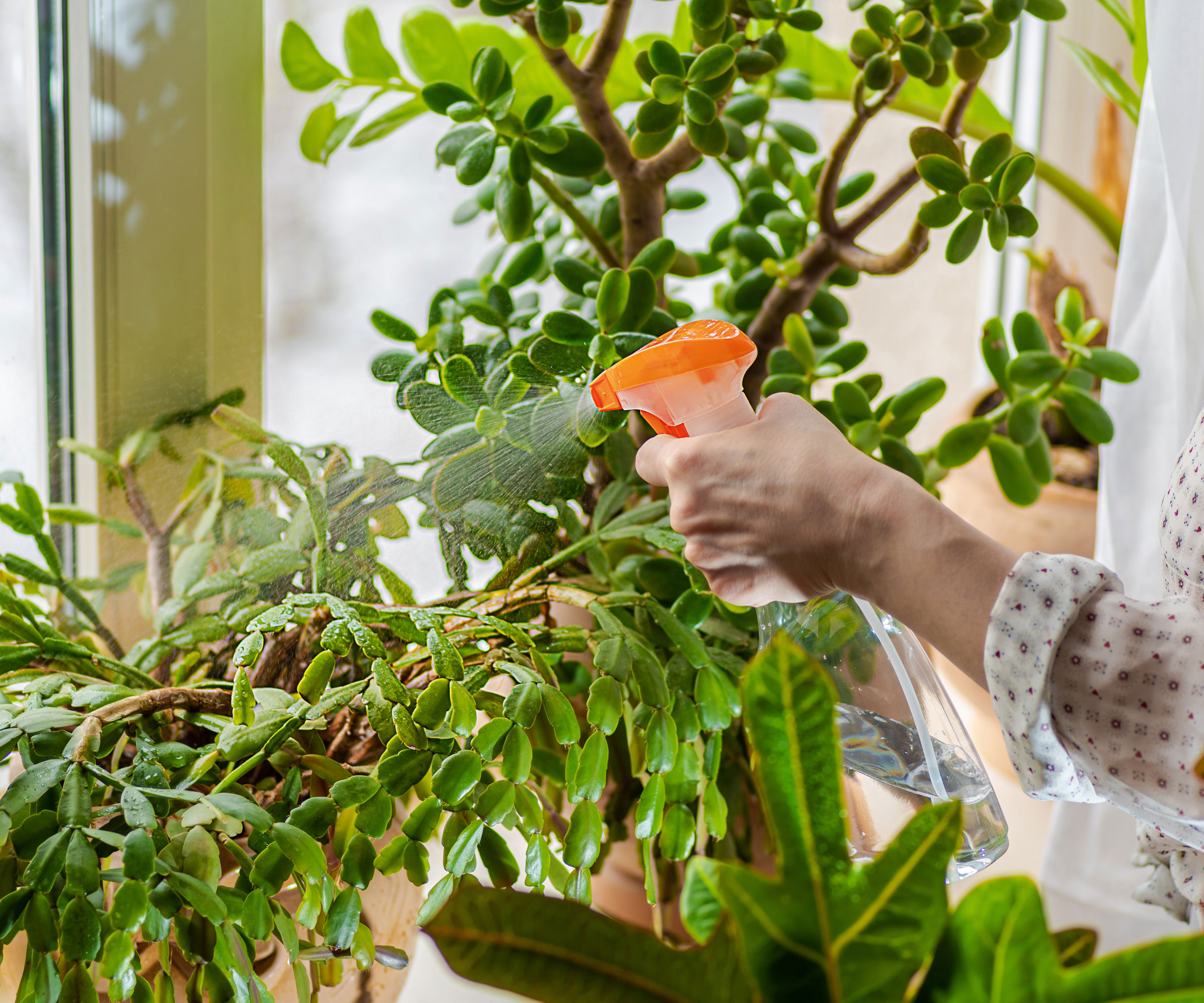 water pressure being used on Christmas cactus