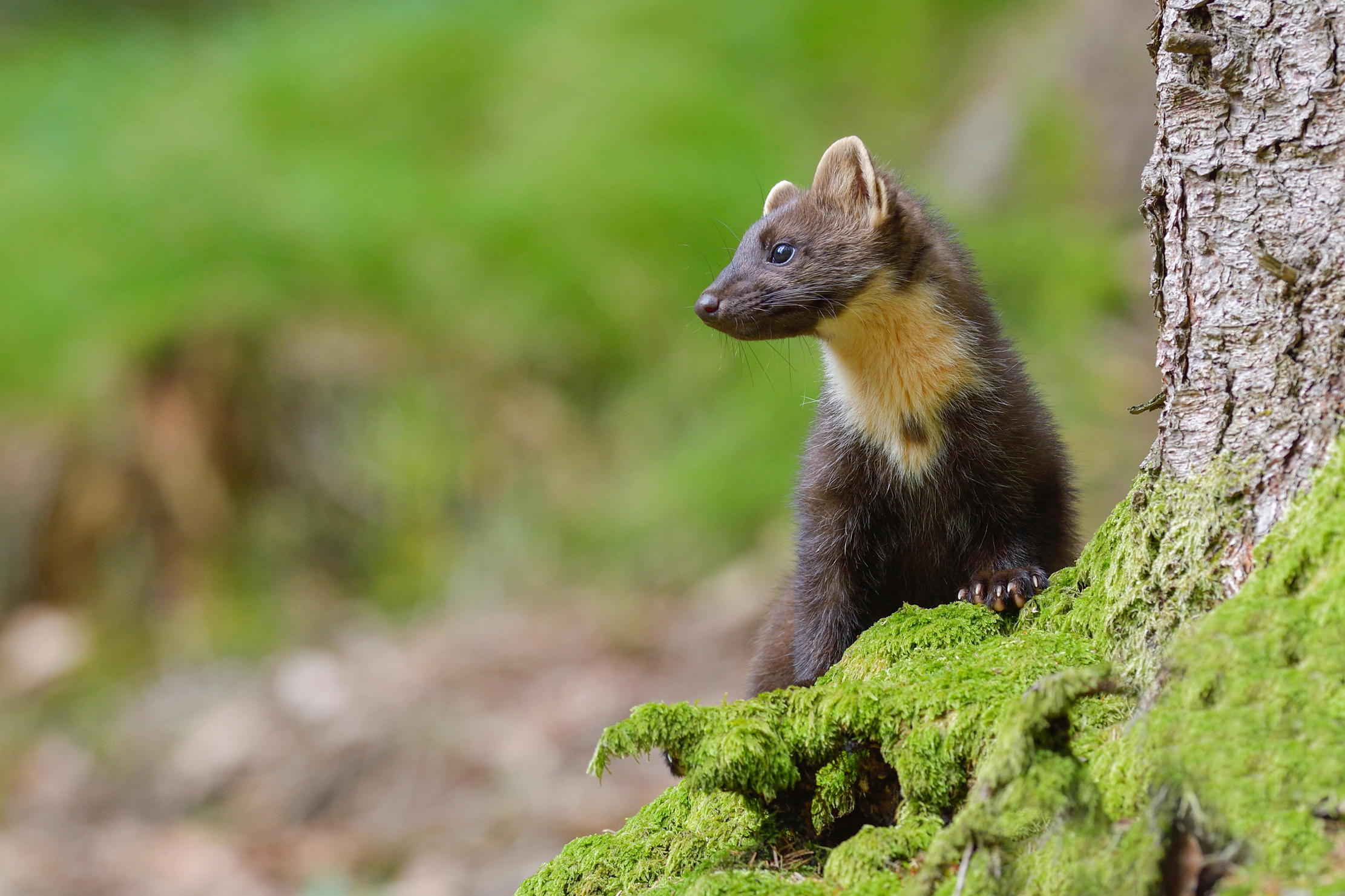 Pine martens