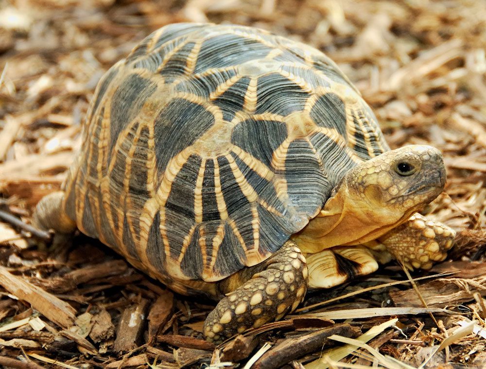 Burmese Star Tortoise