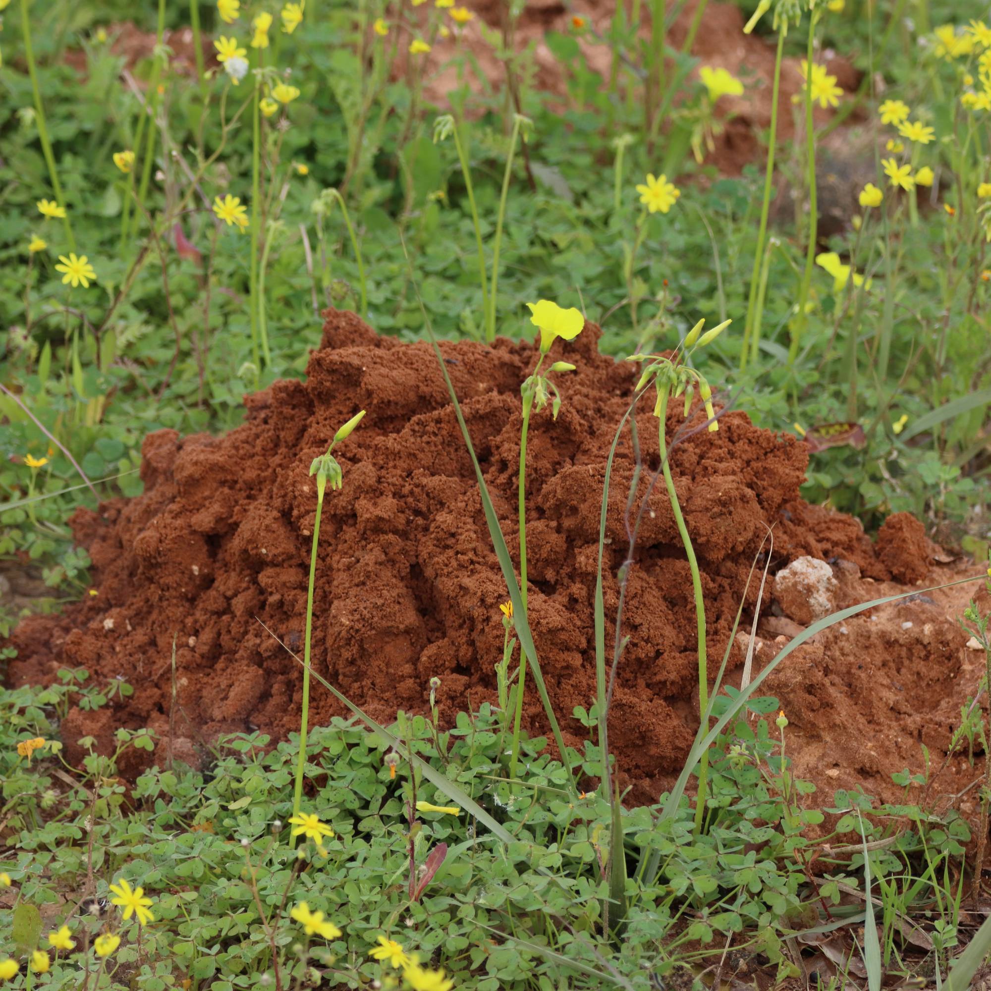 A molehill surrounded by small yellow flowers