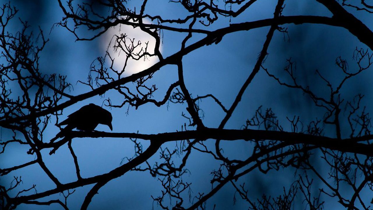 Winner, young photographer Grand Prize: The moon and the crow